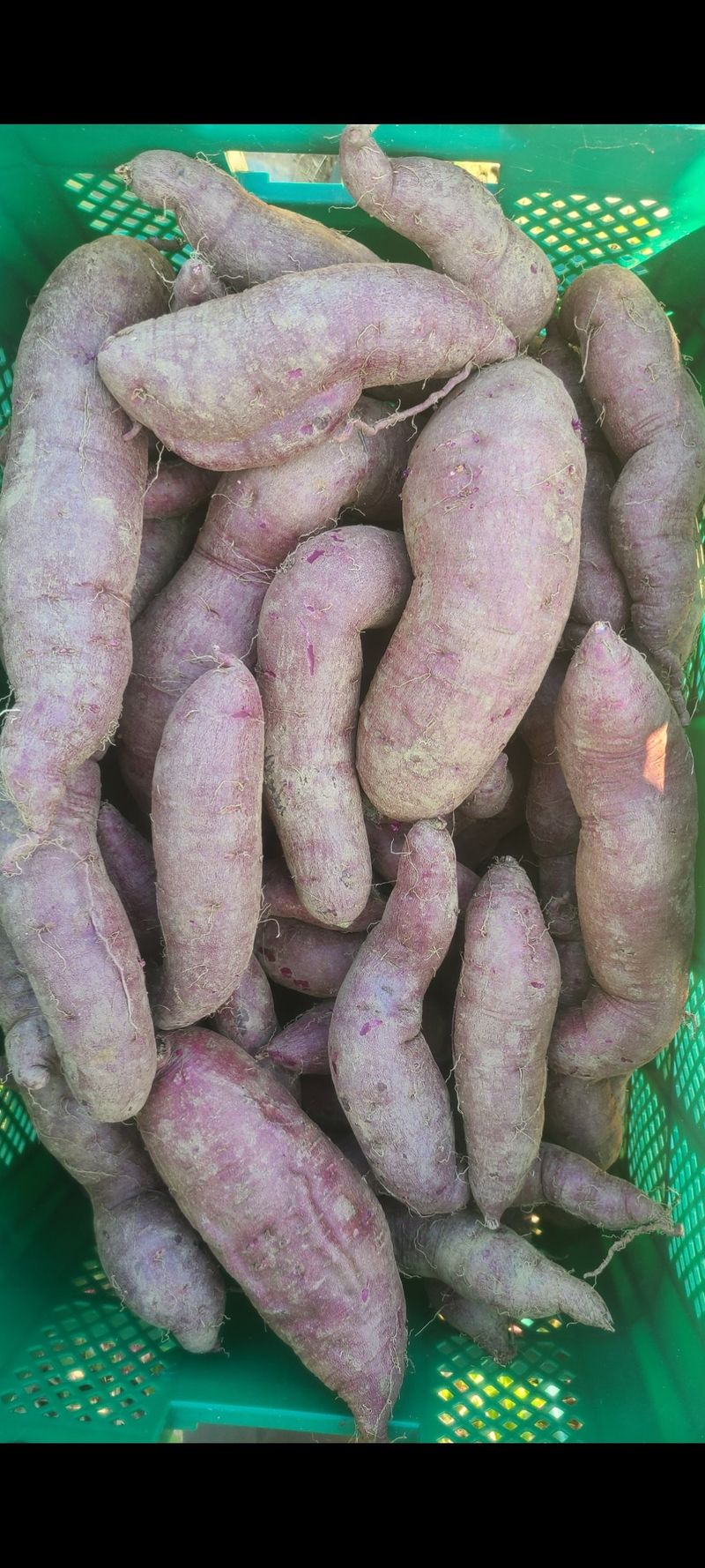신동익님의 장터 판매 상품 [자색고구마 ] 첨부 사진