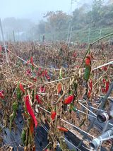 팜모닝 [팜춘문예] 짧은 시 쓰기·참여글 게시글 이미지