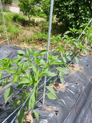 덕촌님의 [팜춘문예] 짧은 시 쓰기 · 참여글 작성글 사진