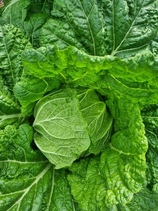 정의학님의 배추·결구기 농작업 작성글 사진