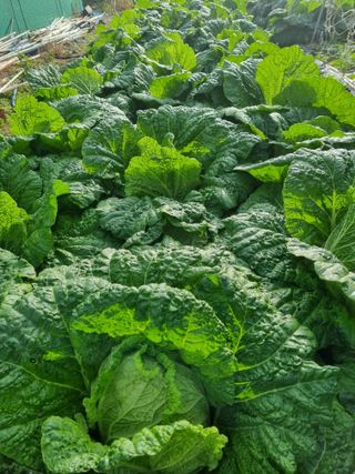 정의학님의 배추 · 결구기 농작업 작성글 사진