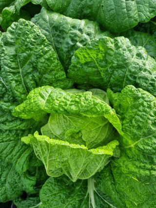 정의학님의 배추 · 결구기 농작업 작성글 사진