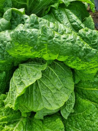 정의학님의 배추 · 결구기 농작업 작성글 사진