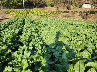 최철규님의 배추 · 영농일지 작성글 사진