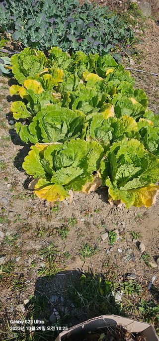 신효재님의 배추 · 일상 작성글 사진