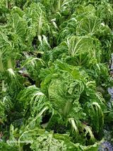 팜모닝 자유주제·자유게시판 게시글 이미지