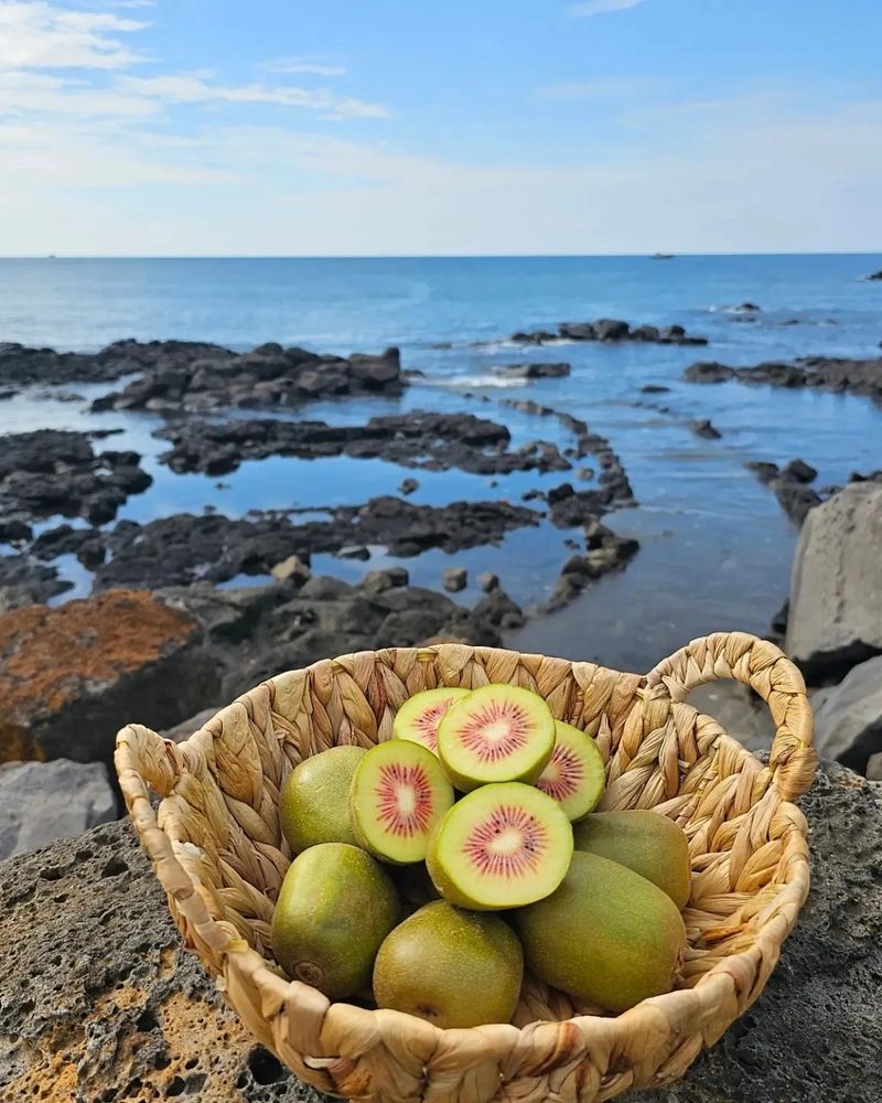 이승철님의 장터 판매 상품 [제주레드키위2.5kg] 첨부 사진