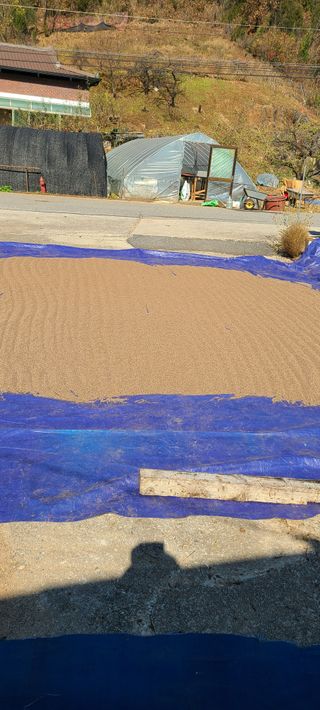 콩만세님의 들깨 · 자유게시판 작성글 사진