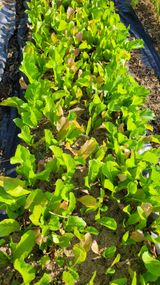 팜모닝 자유주제·자유게시판 게시글 이미지