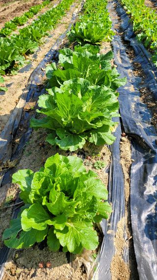 장선영님의 자유주제 · 자유게시판 작성글 사진