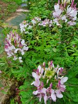 팜모닝 귤·일상 게시글 이미지