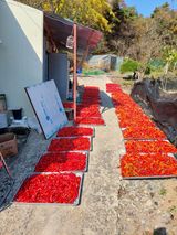 팜모닝 고추·수확 게시글 이미지