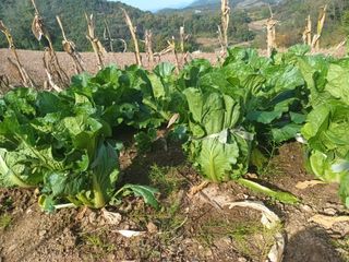 유외선님의 배추 · 자연재해•동물피해 작성글 사진