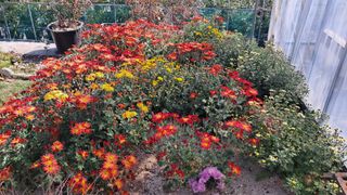 죽풍원님의 [팜춘문예] 짧은 시 쓰기 · 참여글 작성글 사진