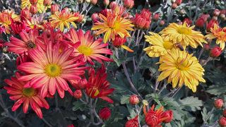 죽풍원님의 [팜춘문예] 짧은 시 쓰기 · 참여글 작성글 사진