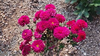 죽풍원님의 [팜춘문예] 짧은 시 쓰기 · 참여글 작성글 사진