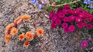 죽풍원님의 [팜춘문예] 짧은 시 쓰기 · 참여글 작성글 사진