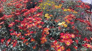 죽풍원님의 [팜춘문예] 짧은 시 쓰기 · 참여글 작성글 사진