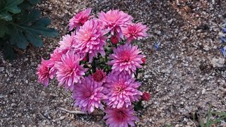 죽풍원님의 [팜춘문예] 짧은 시 쓰기 · 참여글 작성글 사진