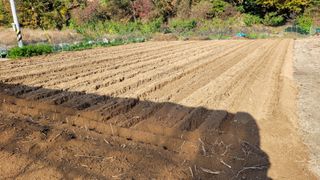 양파9893님의 고구마 · 영농일지 작성글 사진