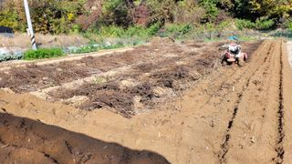 양파9893님의 고구마 · 영농일지 작성글 사진