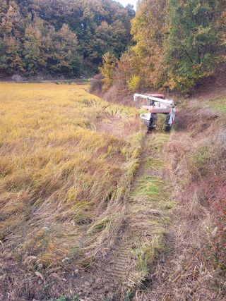 아리랑님의 벼 · 영농일지 작성글 사진