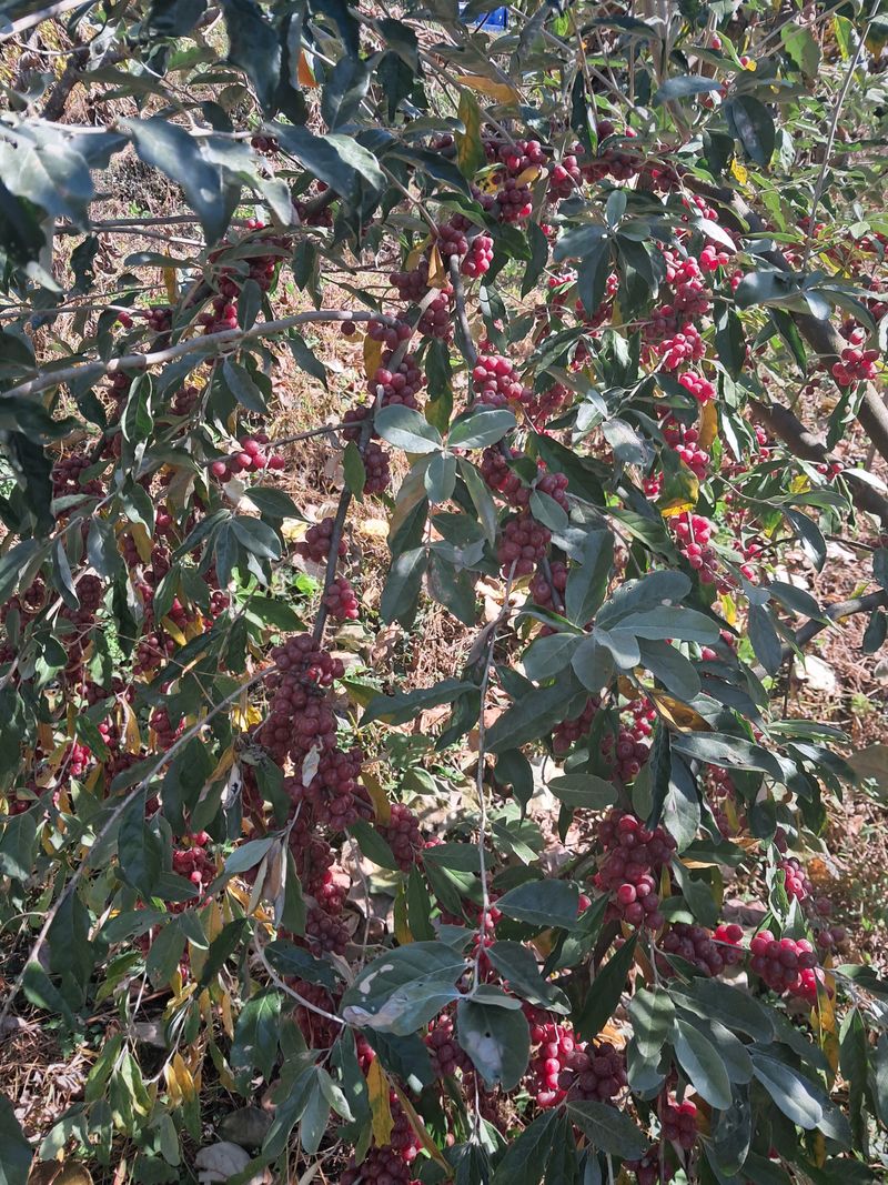 장터 상품 [토종보리수 13kg] 썸네일