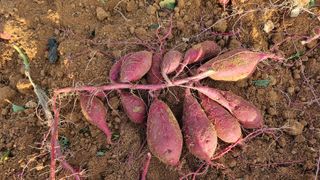 김동수님의 고구마 · 자유게시판 작성글 사진