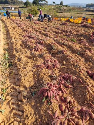 김동수님의 고구마 · 자유게시판 작성글 사진