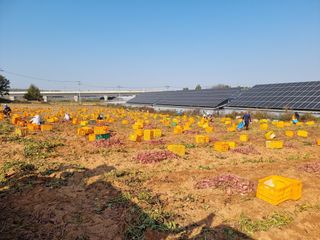 김동수님의 고구마 · 자유게시판 작성글 사진