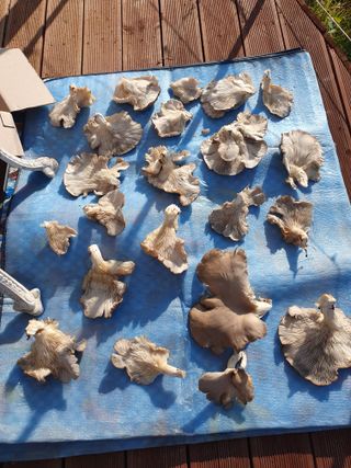 나무토막님의 자유주제 · 자유게시판 작성글 사진