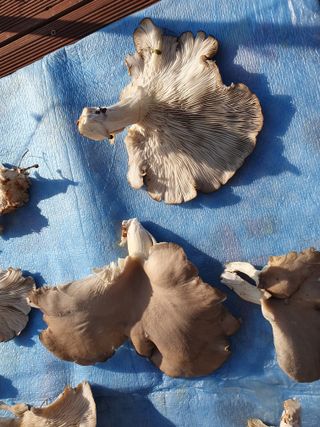 나무토막님의 자유주제 · 자유게시판 작성글 사진