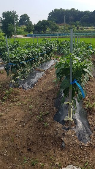 박지우님의 [팜춘문예] 짧은 시 쓰기 · 참여글 작성글 사진