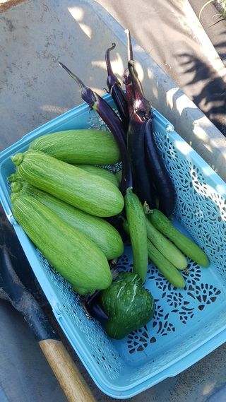 박지우님의 [팜춘문예] 짧은 시 쓰기 · 참여글 작성글 사진