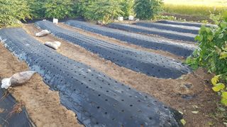 박지우님의 [팜춘문예] 짧은 시 쓰기 · 참여글 작성글 사진