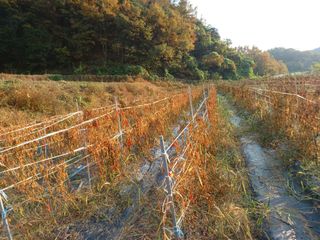 오영도님의 고추 · 일상 작성글 사진