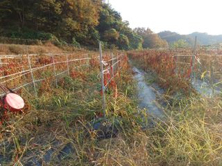 오영도님의 고추 · 일상 작성글 사진