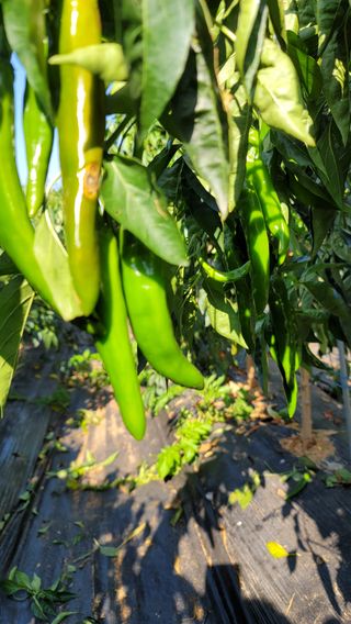 양병술님의 고추 · 수확 작성글 사진