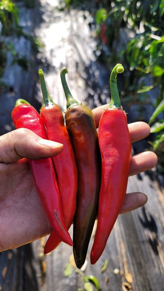 양병술님의 고추 · 수확 작성글 사진