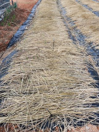 원기서님의 마늘 · 병해충상담 작성글 사진