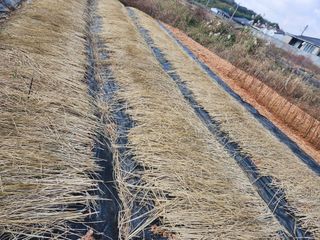 원기서님의 마늘 · 병해충상담 작성글 사진