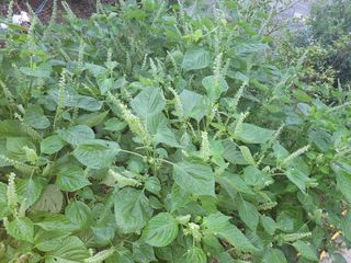 김광자님의 [팜춘문예] 짧은 시 쓰기 · 참여글 작성글 사진