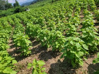 김광자님의 [팜춘문예] 짧은 시 쓰기 · 참여글 작성글 사진