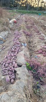 팜모닝 고구마·영농일지 게시글 이미지