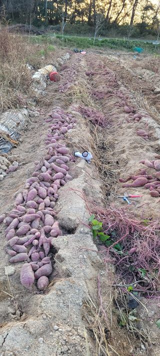 김정은님의 고구마 · 영농일지 작성글 사진