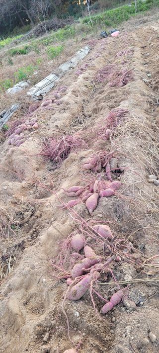 김정은님의 고구마 · 영농일지 작성글 사진