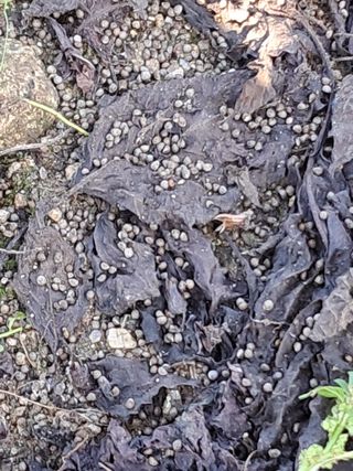 이종춘님의 자유주제 · 자유게시판 작성글 사진