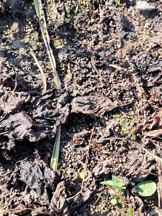 이종춘님의 자유주제 · 자유게시판 작성글 사진