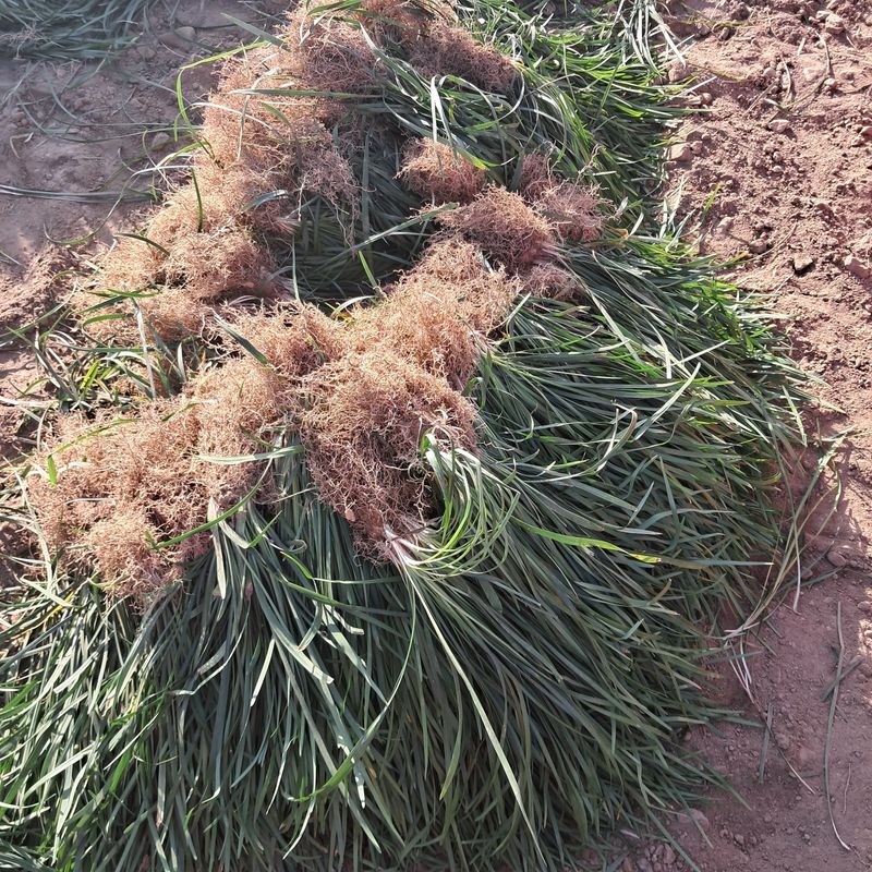 장터 상품 [맥문동모종1000주] 썸네일