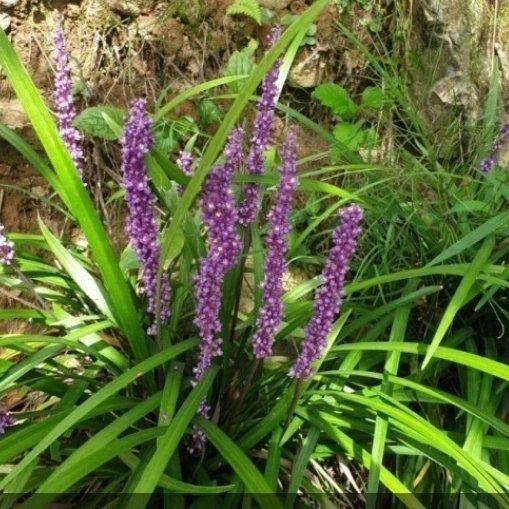 이은화님의 장터 판매 상품 [맥문동모종1000주] 첨부 사진